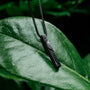 "Campania Necklace" necklace, crafted in green marble and Damascus, showcasing a sleek and elegant design on a lush green leaf.